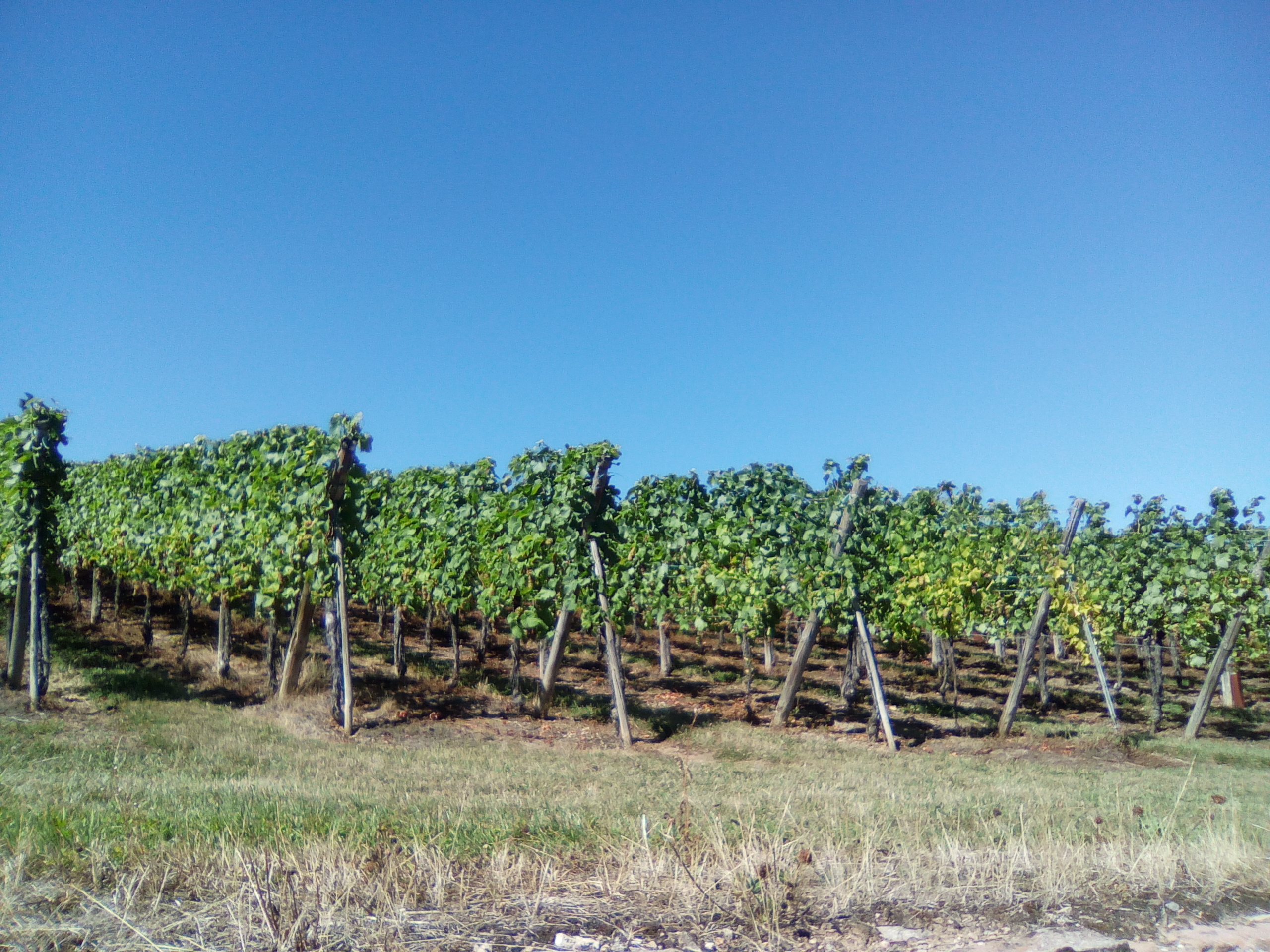 Vinogradi u regionu Haut-Rhin, Alzas, Francuska — jedna od ključnih regija u kojoj traminac pronalazi svoj puni izraz