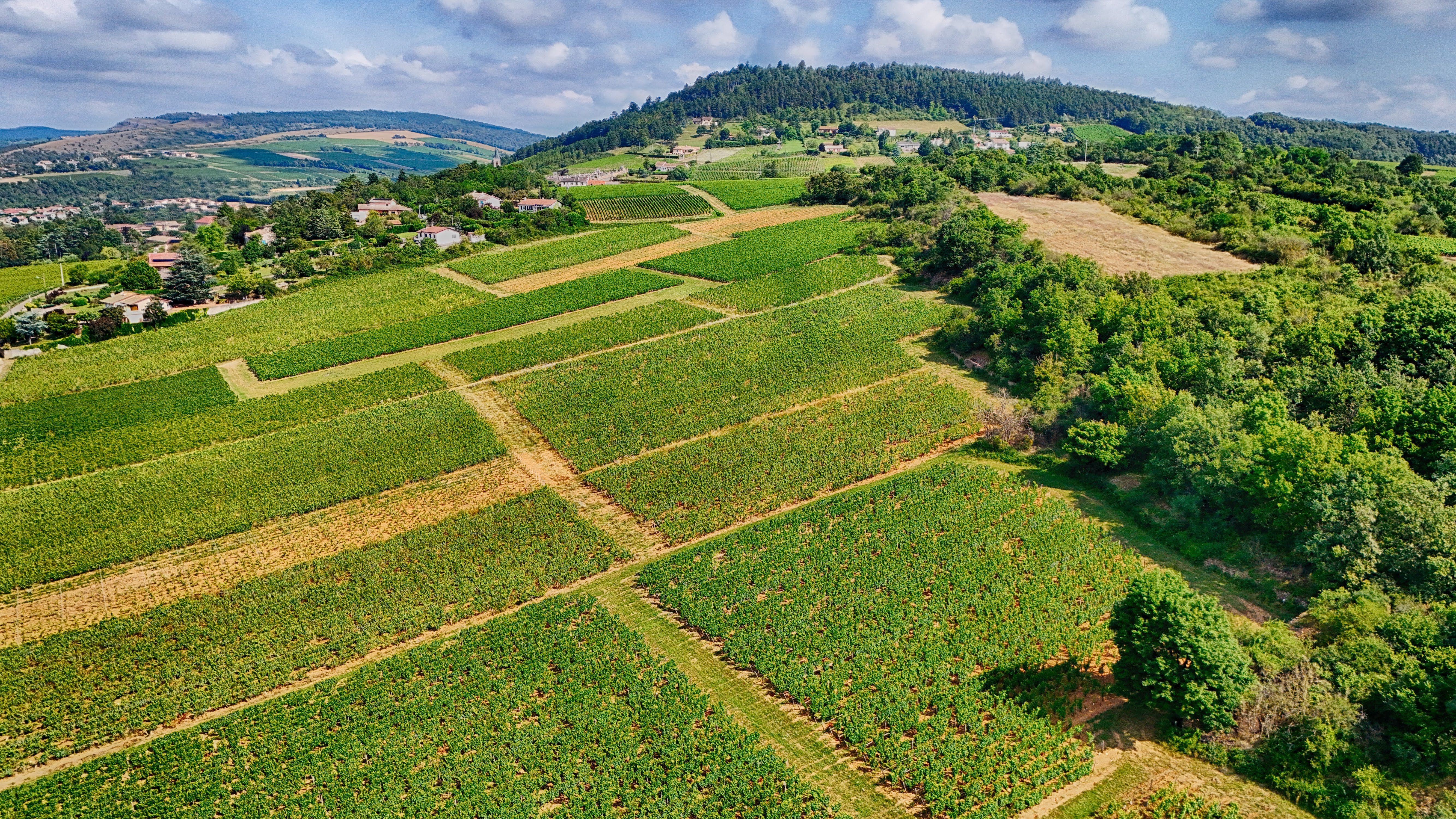 Vineyards in Burgundy, France — the birthplace of Chardonnay