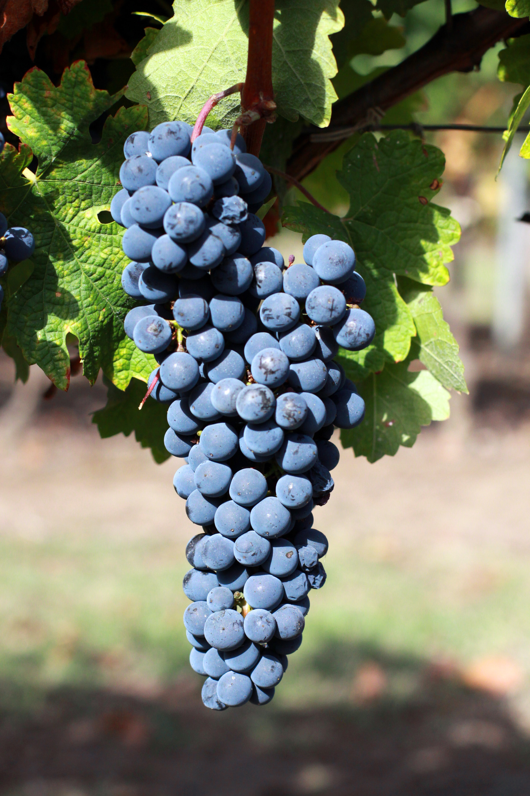 Grožđe Cabernet Sauvignon na čoku u vinogradima Lalande de Pomerol, Bordeaux