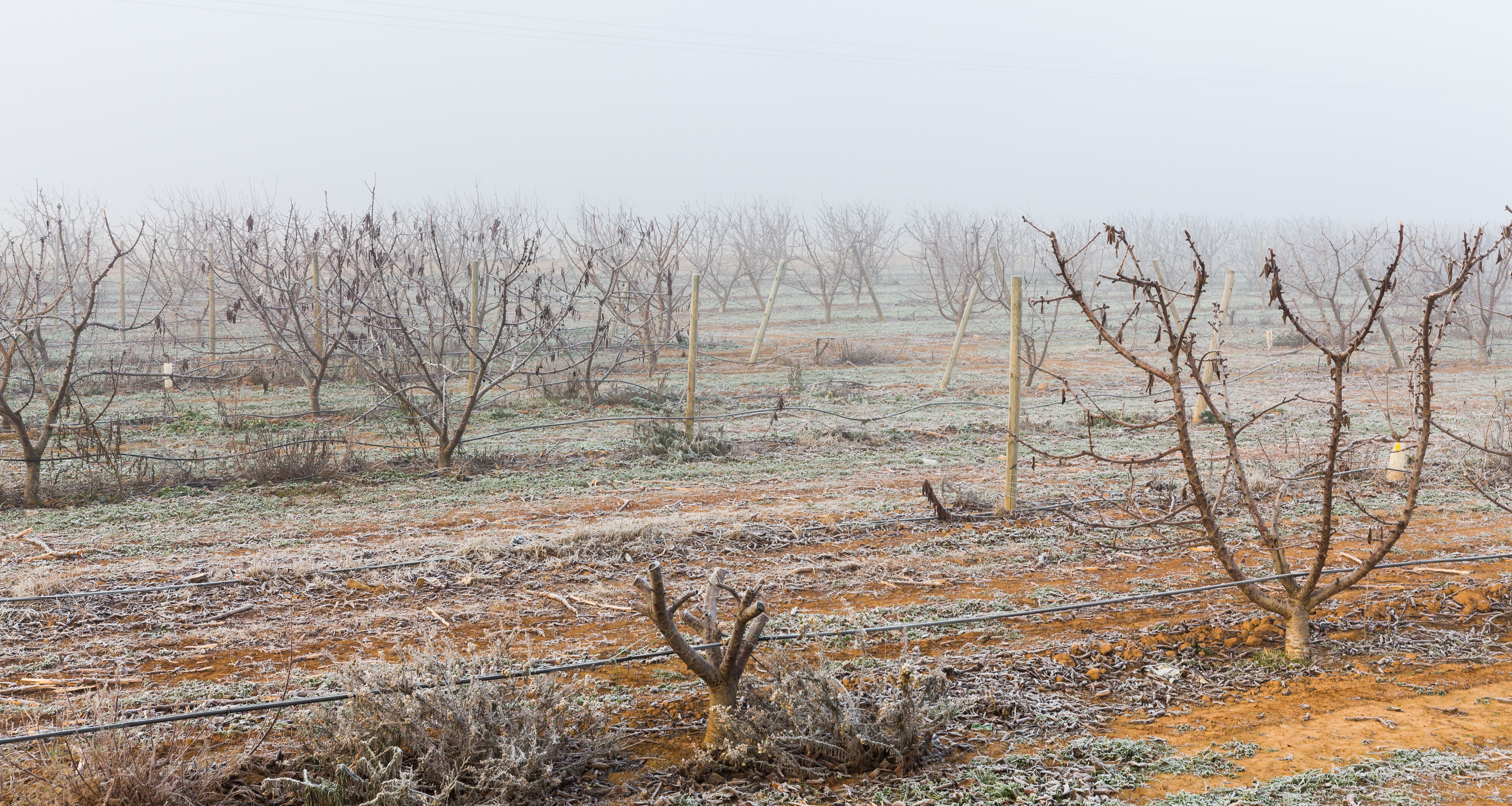 Vinogradi oko Cariñene, najveće garnacha oblasti u Aragonu