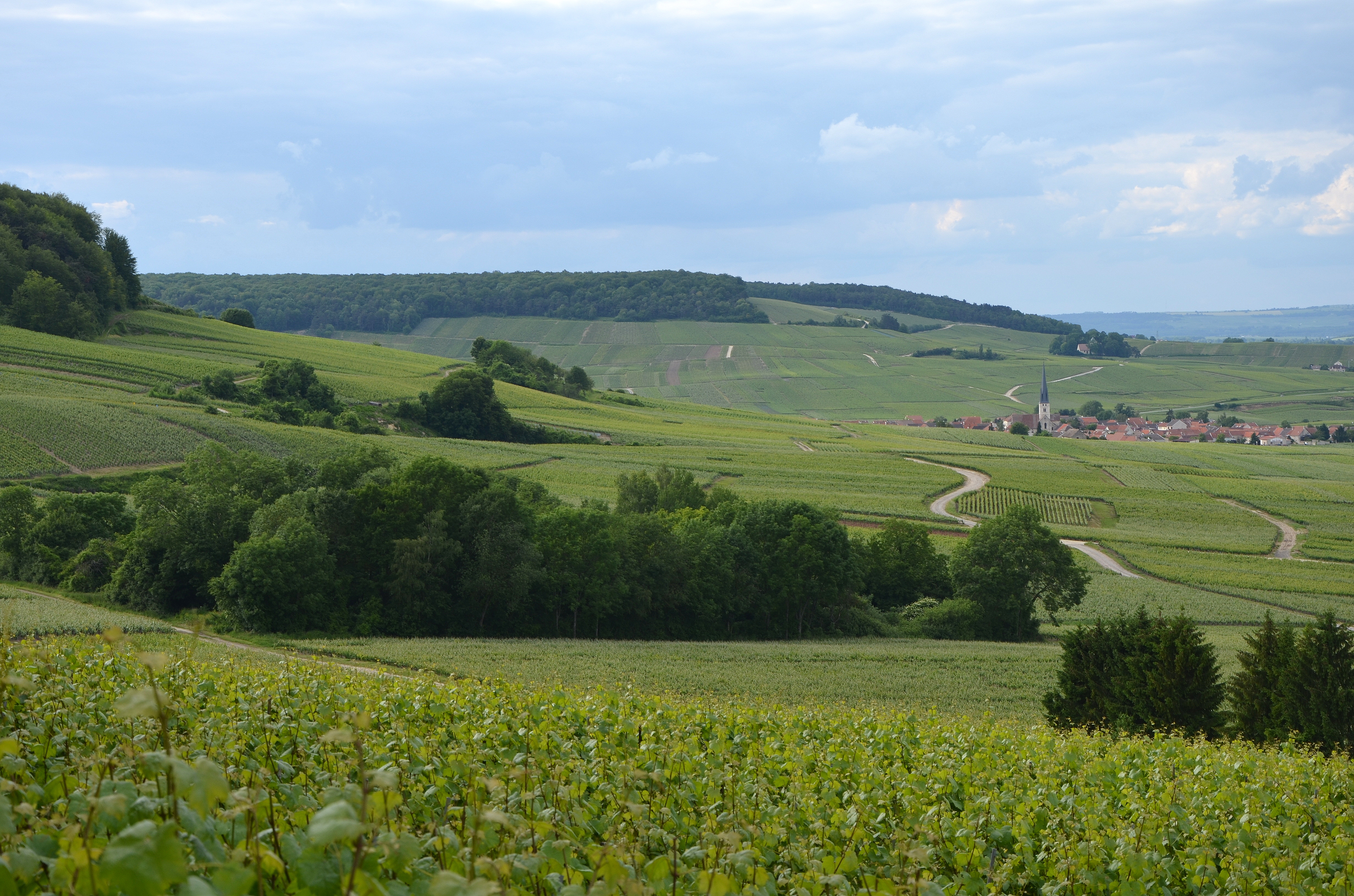 Vinogradi na padinama planine Reims u regionu Šampanja, Francuska