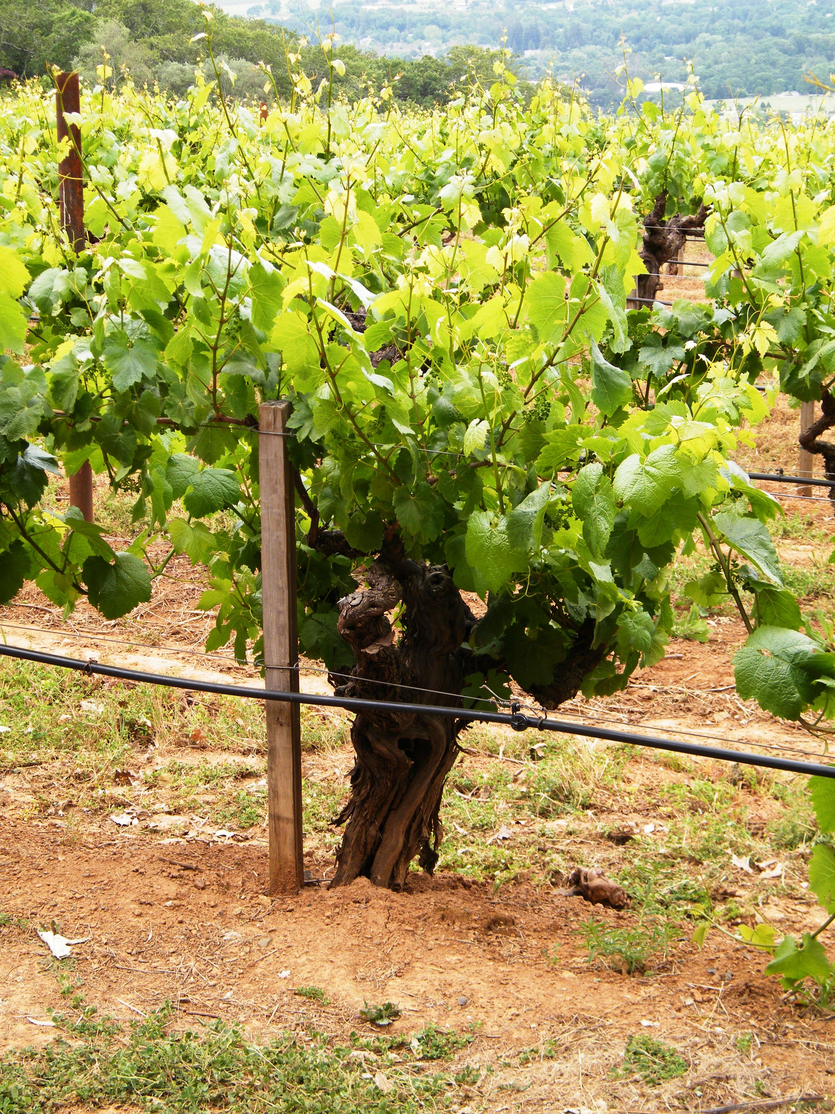Chardonnay grapes growing at Hanzell Vineyards in Sonoma, California