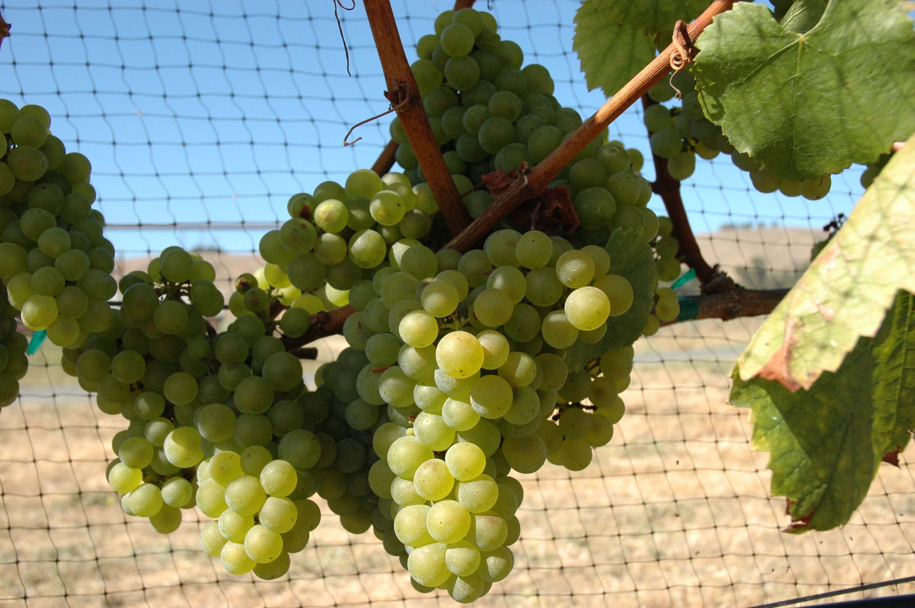 Chardonnay grapevines with ripe green grapes in a vineyard
