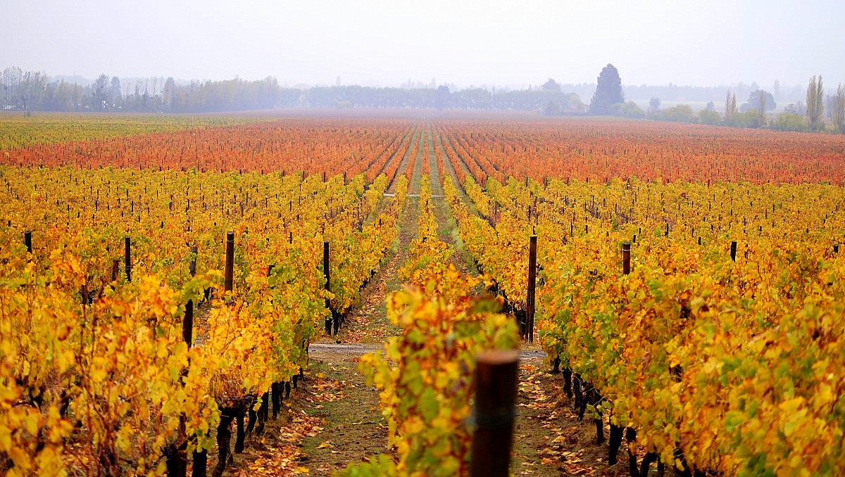 Vinoredi u dolini Colchagua, Čile