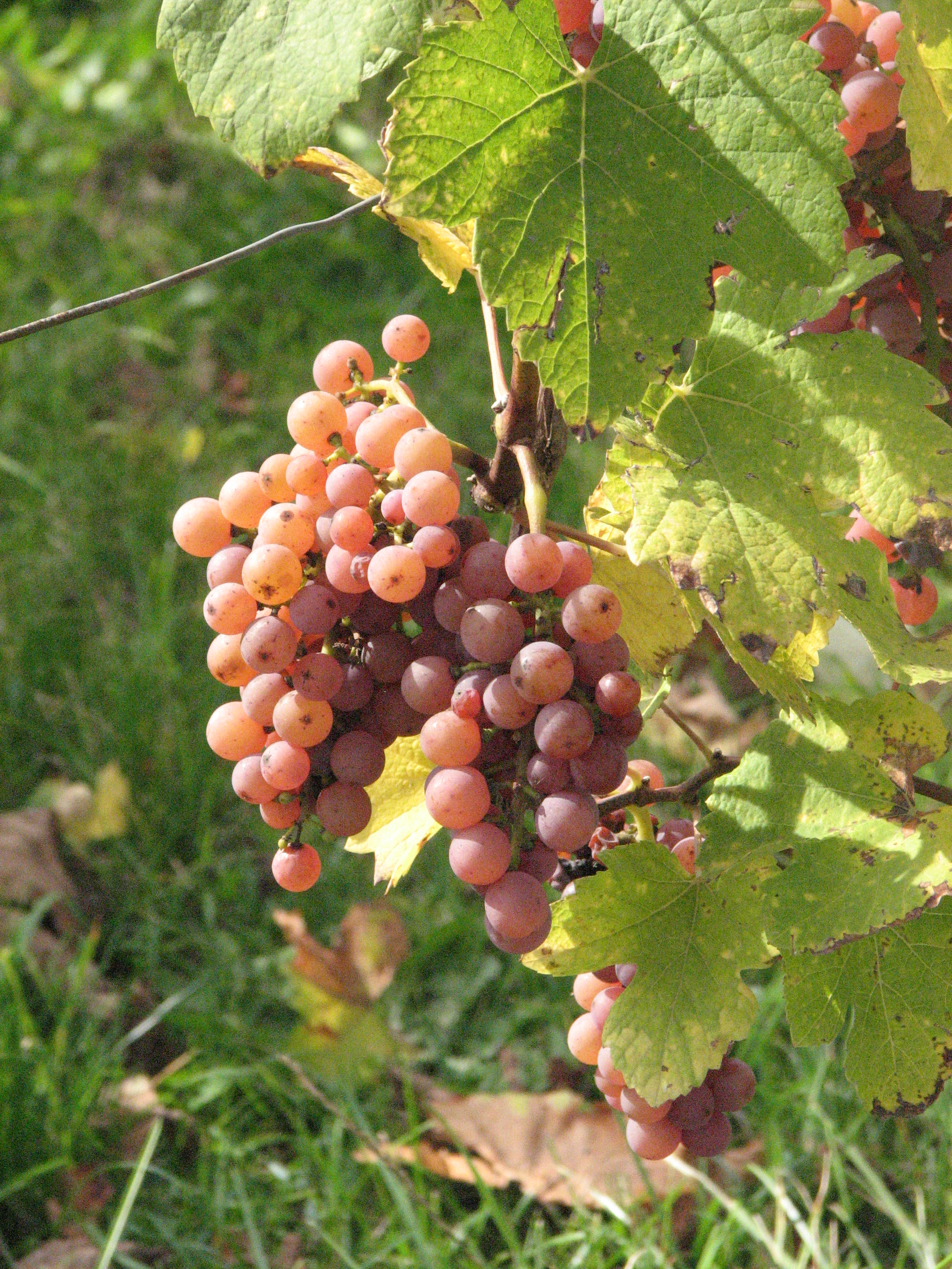 Grožđe sorte Gewürztraminer sa karakterističnim ružičastom bojom bobica u vinogradu Alzasa