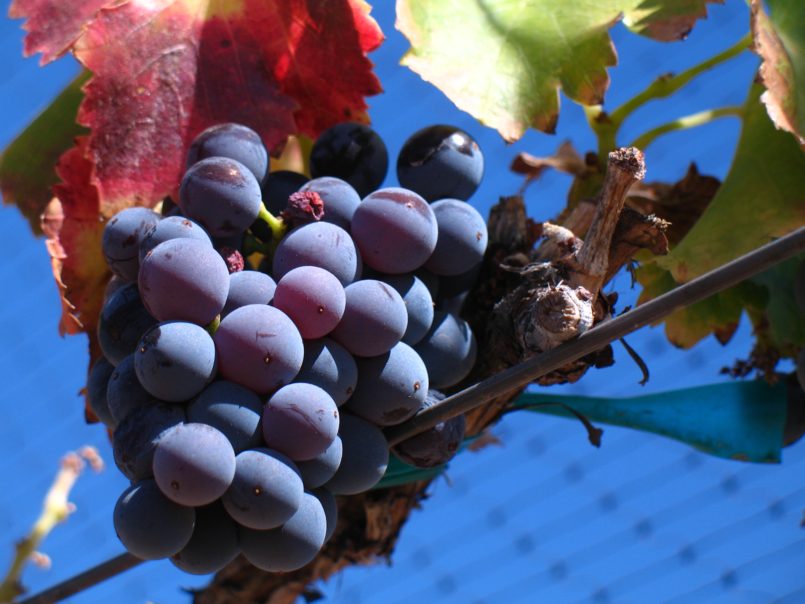 Grozdovi grenache noira, sorta poznata u Španiji kao garnacha tinta