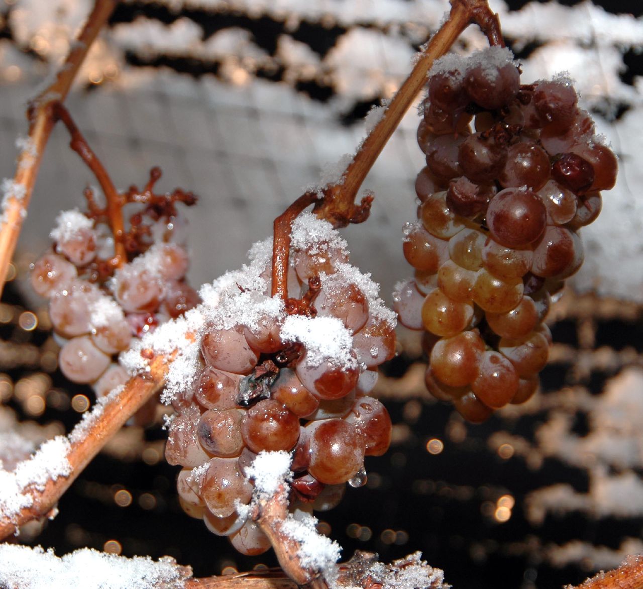 Smrznuto grožđe na čokotu u Niagari, spremno za berbu ledenog vina