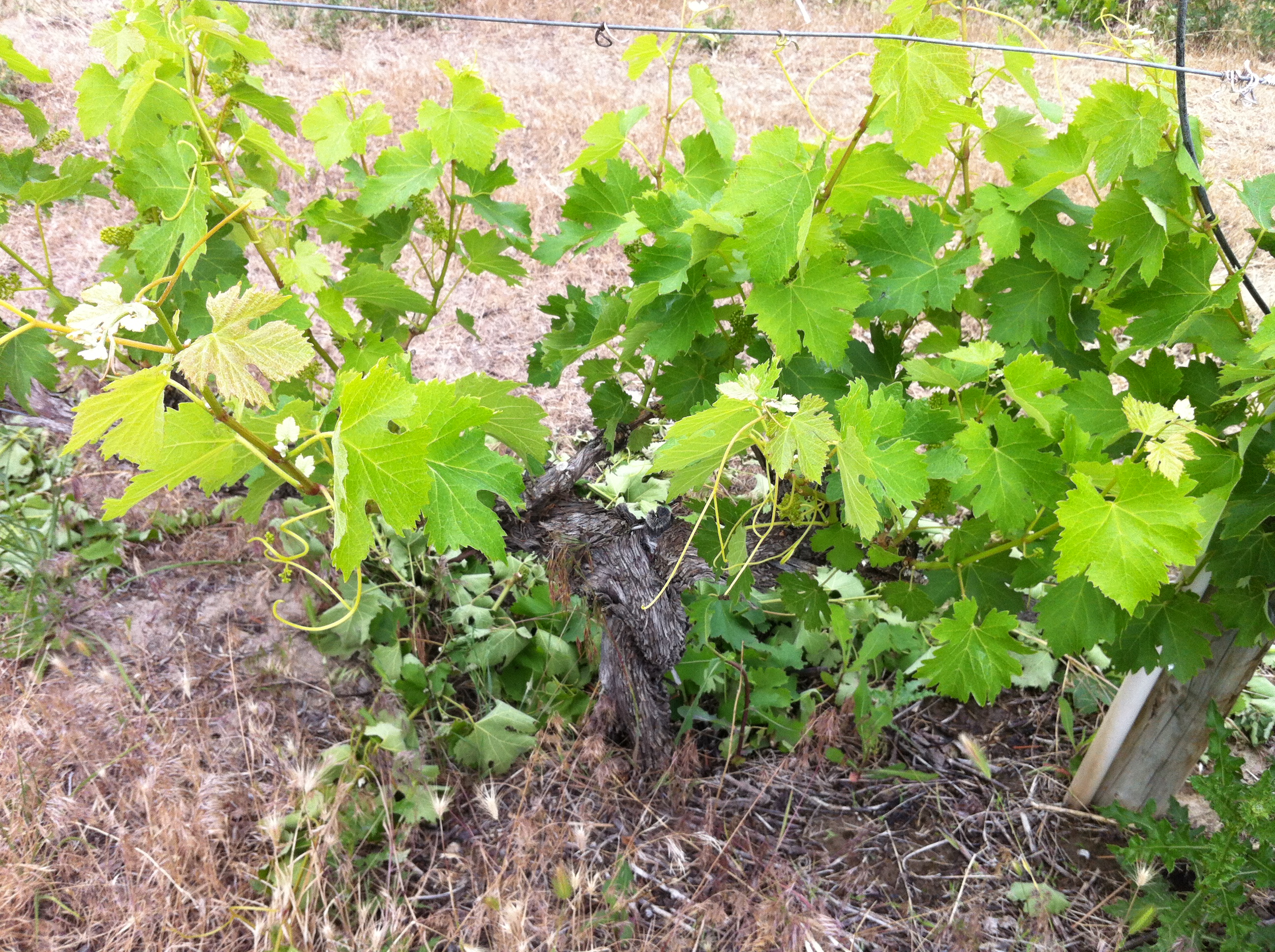 Nisko formiran čokot Mourvèdra, oblik tipičan za suve vinograde