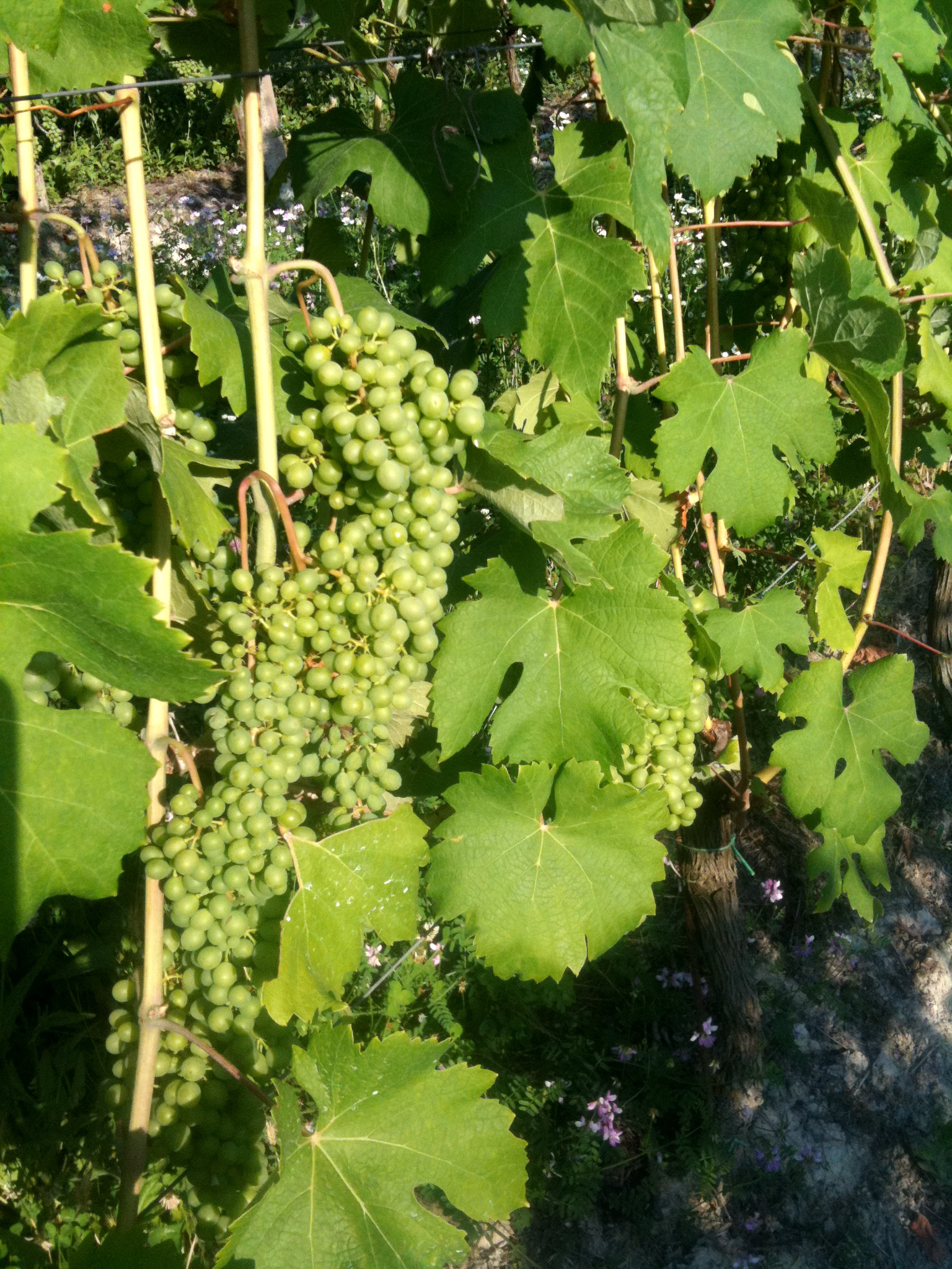 Grožđe Muscat blanc à petits grains — botanički varijetet koji kod nas nosi ime tamjanika