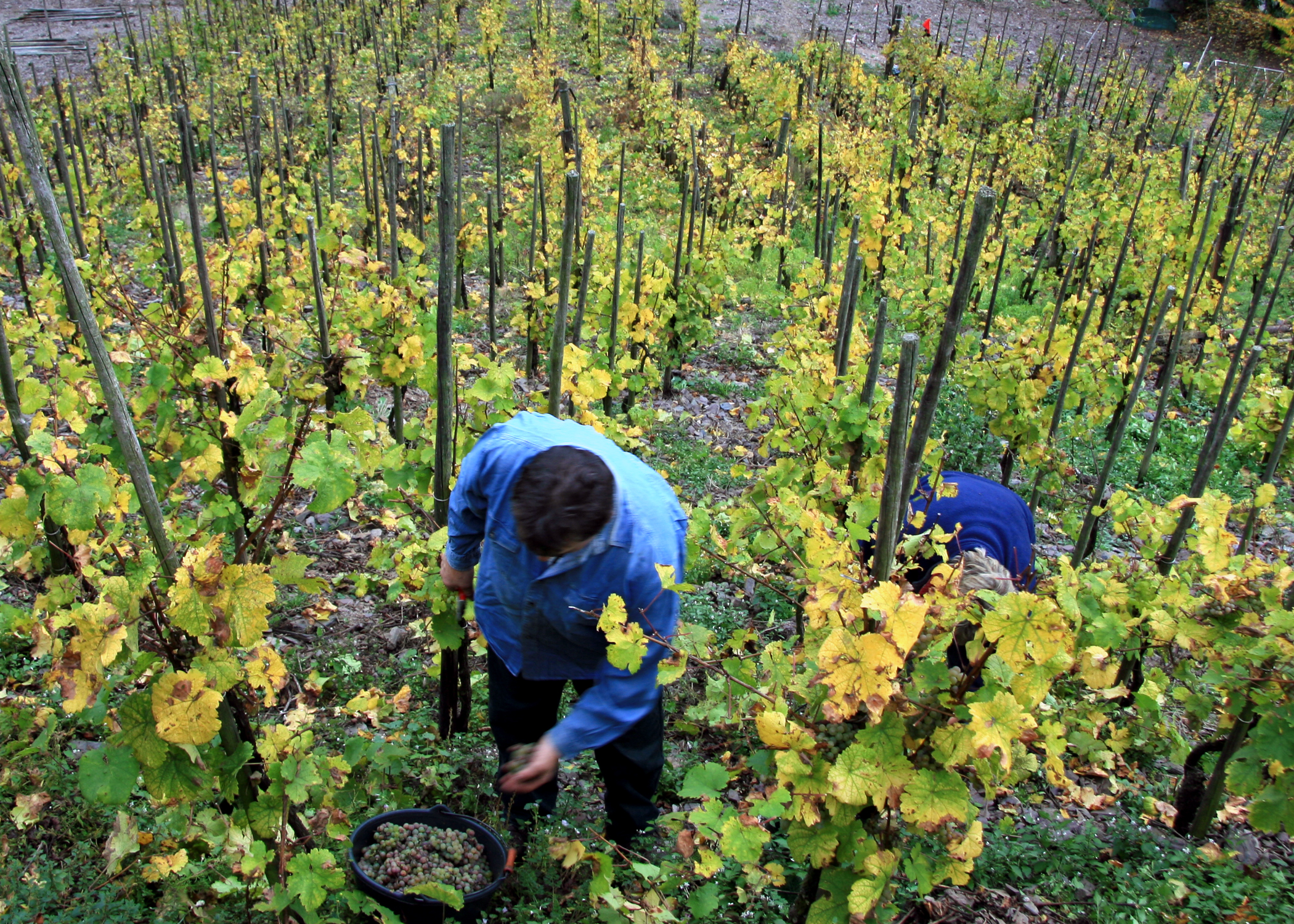 Strme vinograde na obalama reke Mozel gde raste rizling