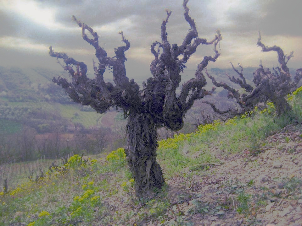 Stari čokoti Prokupca u vinogradu Župe