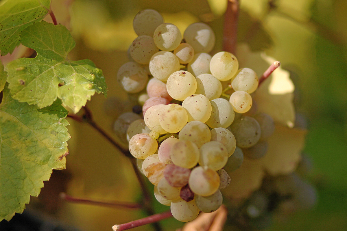 Zrele bobice rizlinga u vinogradu Rajngaua u Nemackoj