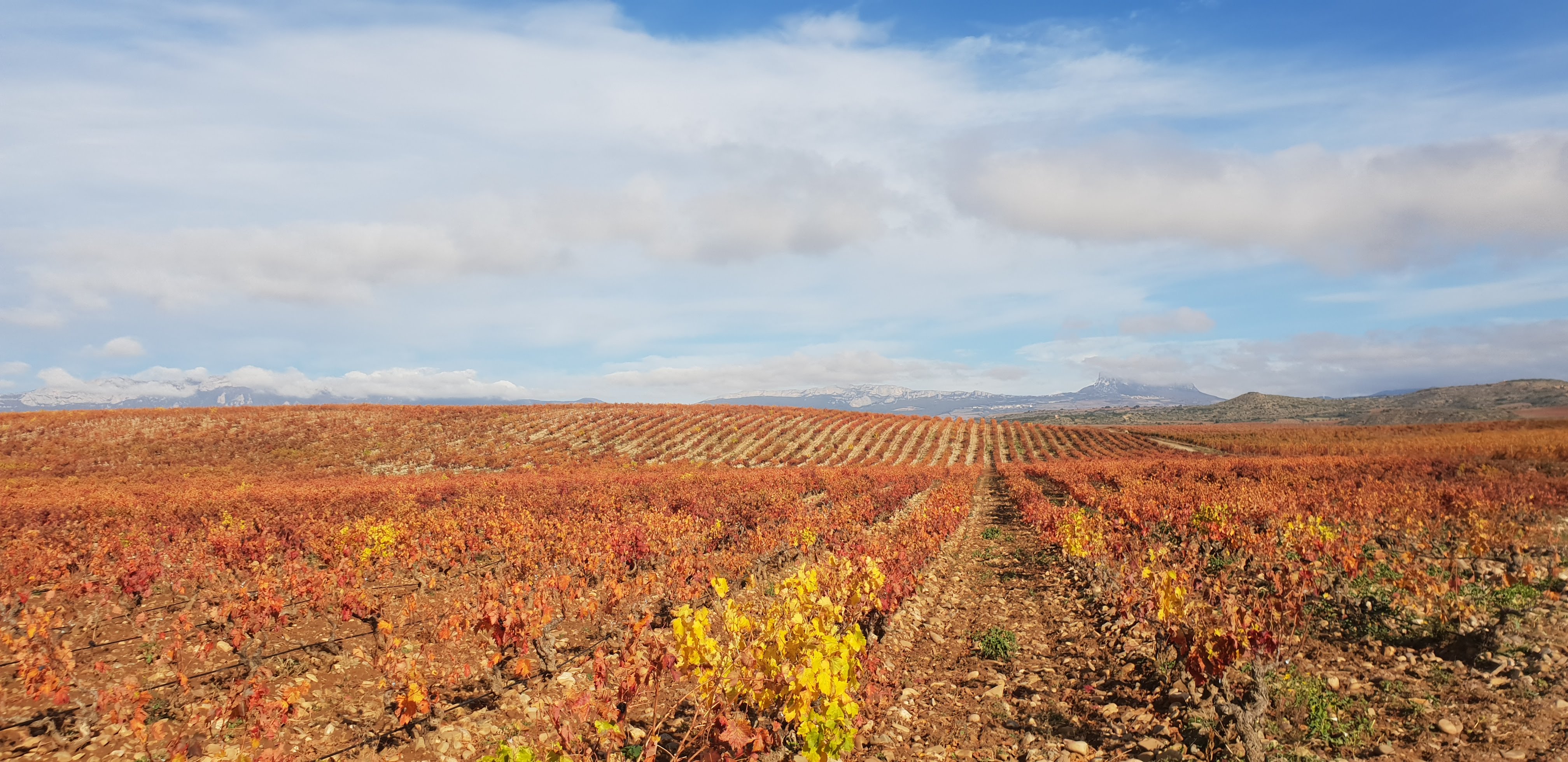 Vinogradi uz reku Ebro u Rioji