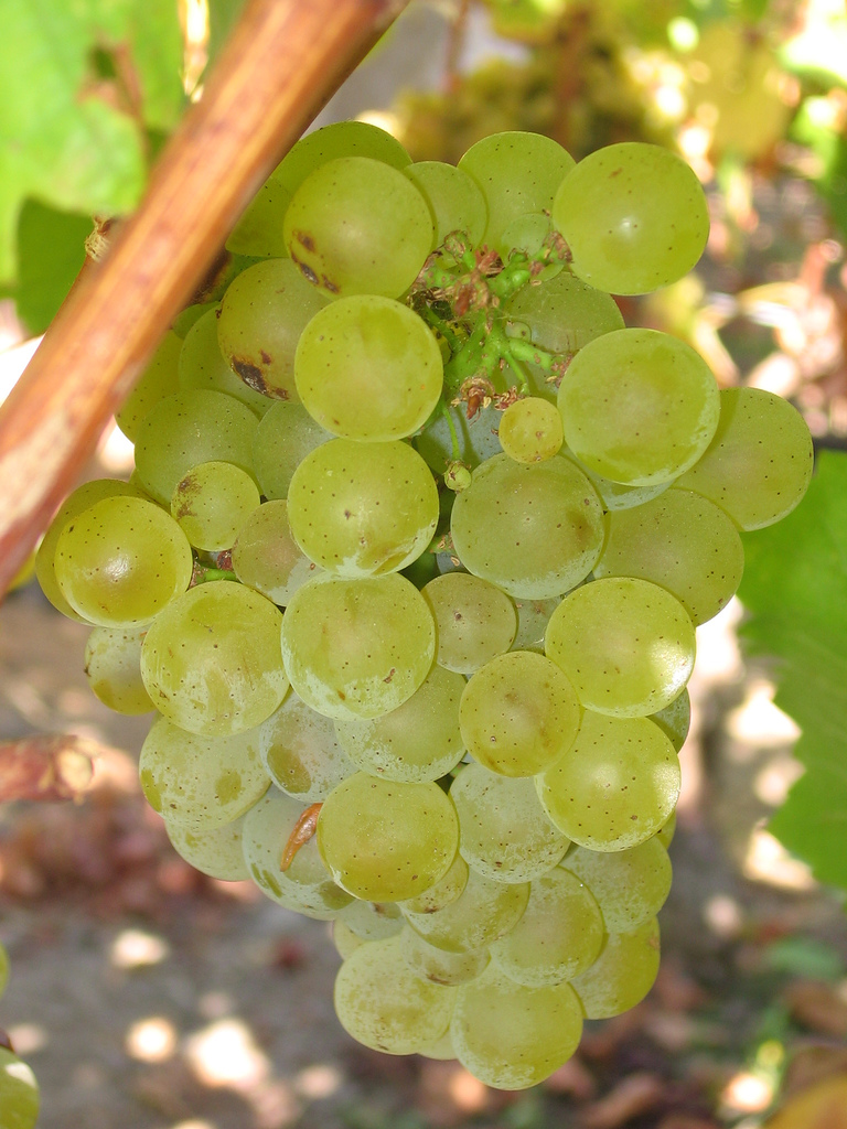 Sauvignon Blanc grožđe