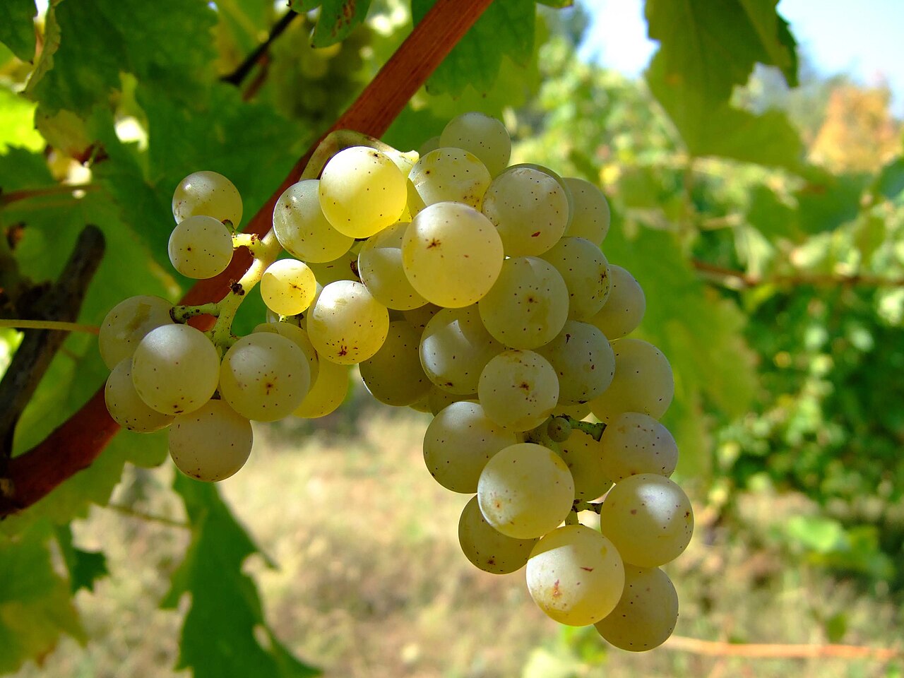 Srpski vinogradi Sauvignon Blanc