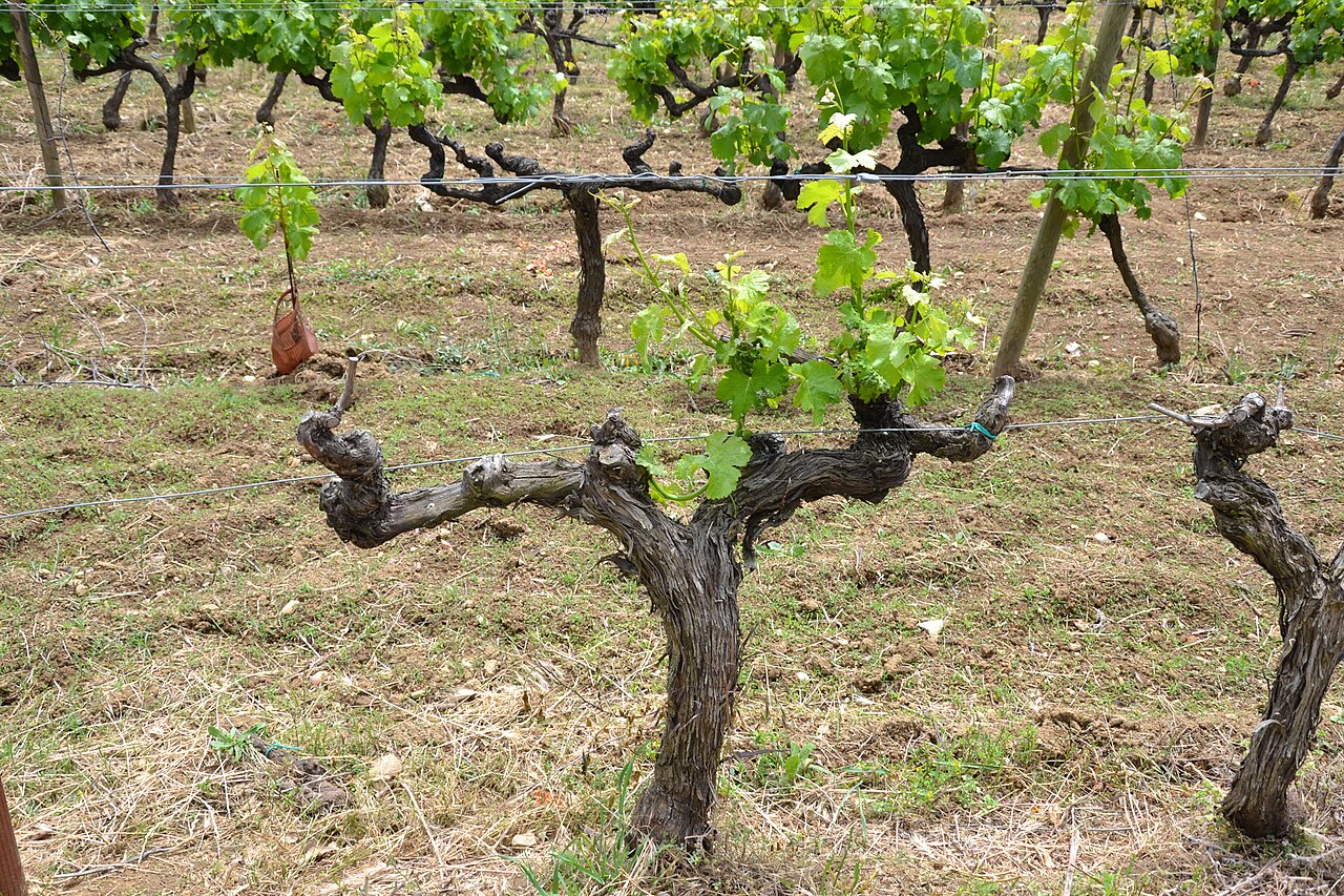 Vinova loza Sauvignon Blanc