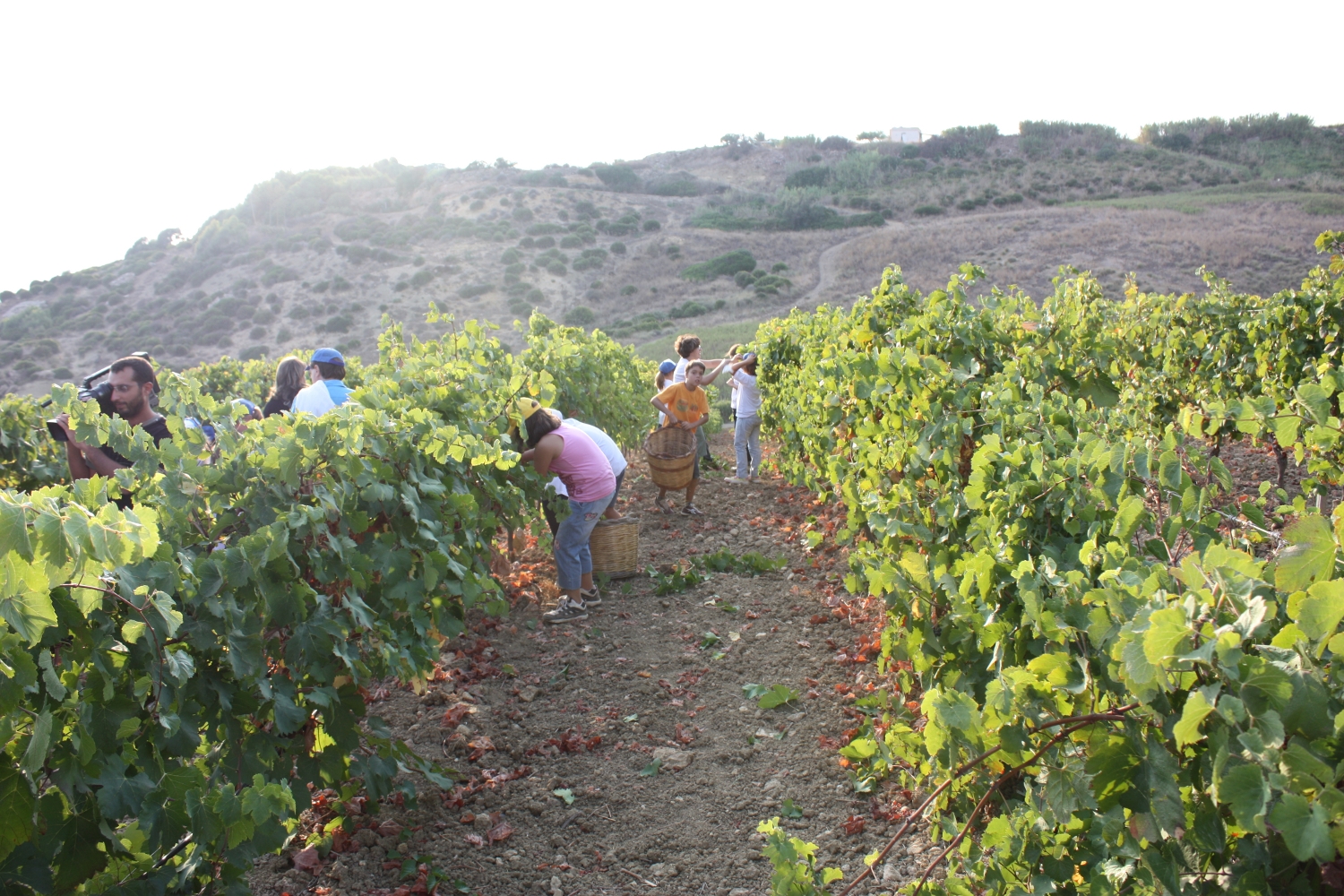 Hand harvesting wine grapes in Sicily — Wikimedia Commons
