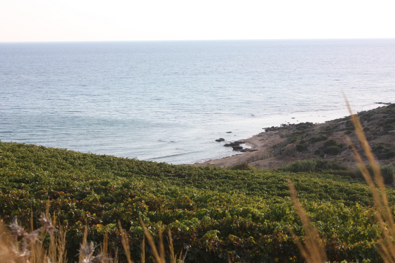 Vineyard along the coast in Sicily — Wikimedia Commons