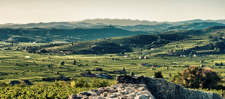 Vinogredi u zaleđu Soavea u Venetu