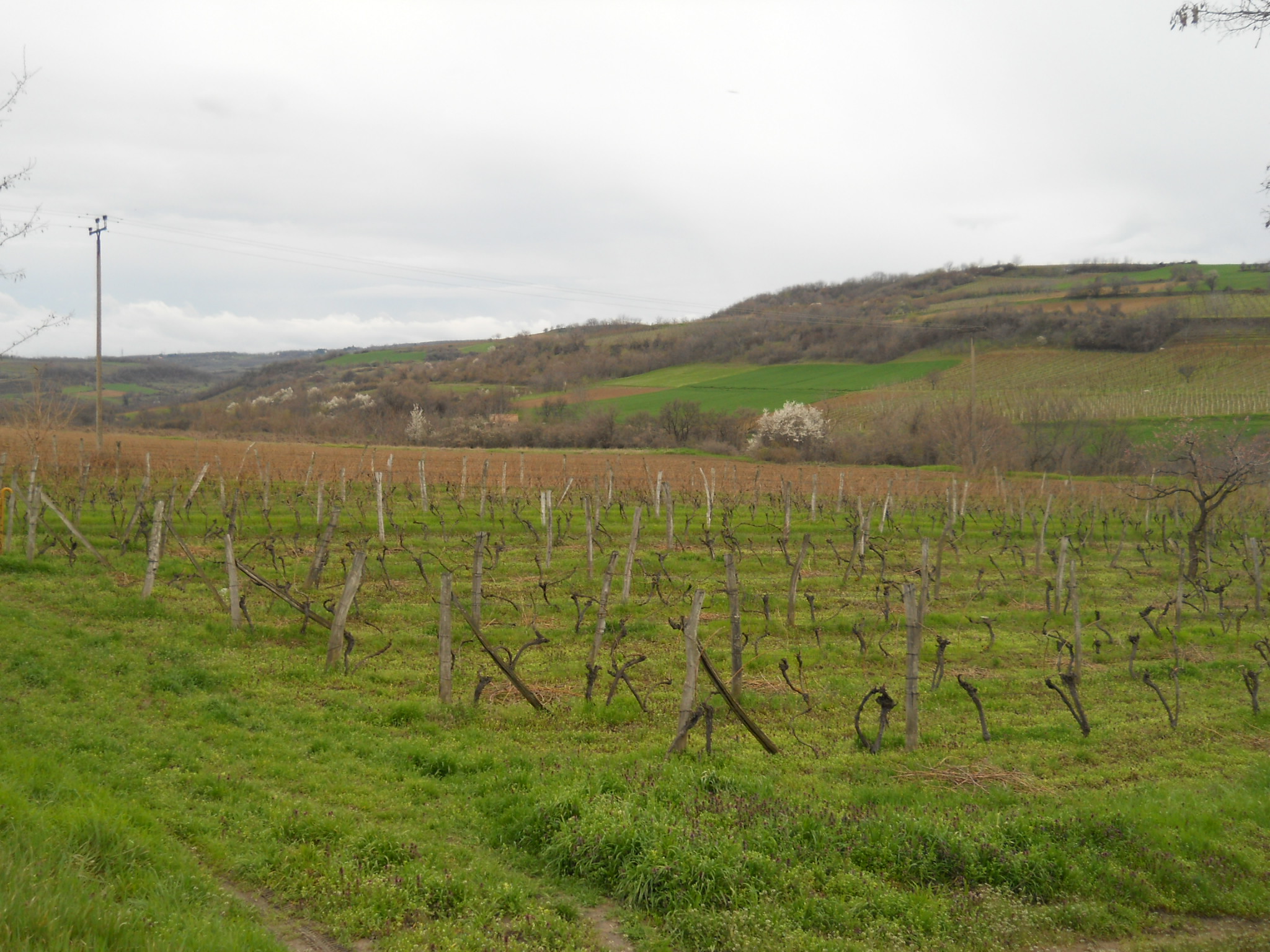 Vinogradi u Sremskim Karlovcima na padinama Fruške gore
