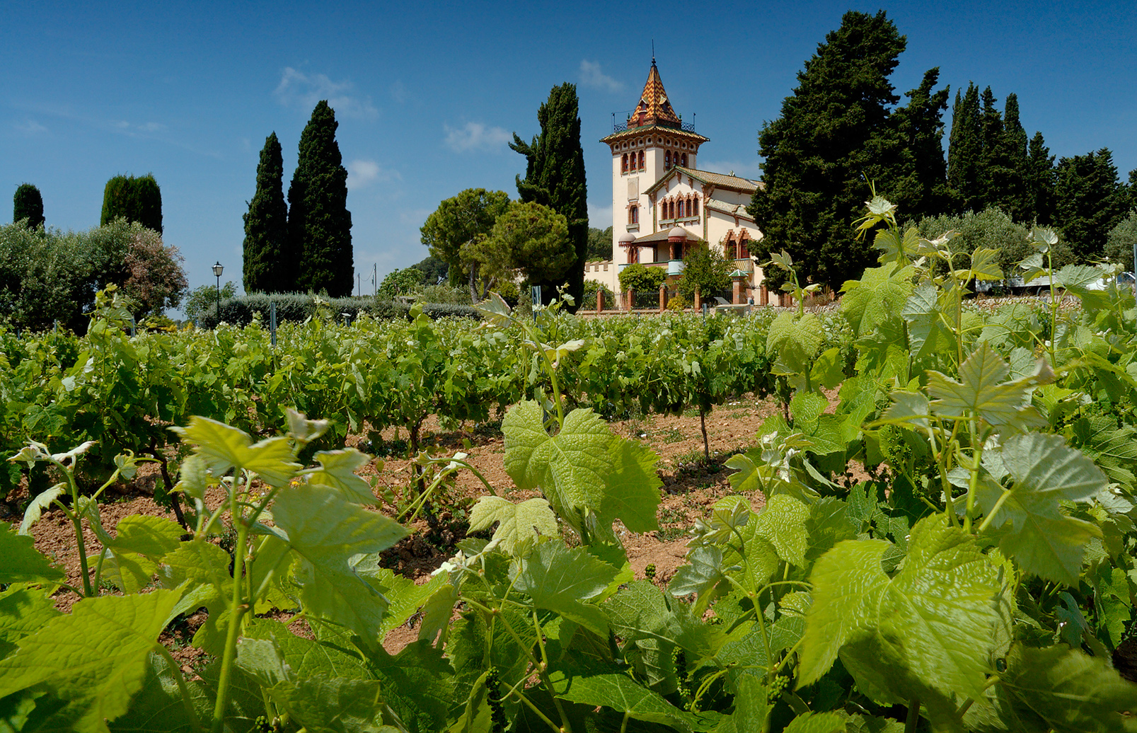 Vinogradi sorte Tempranillo u regionu Penedès u Španiji