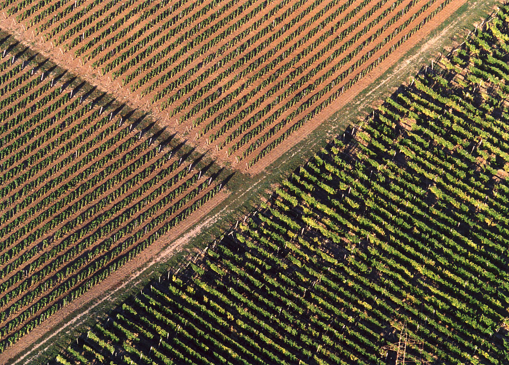 Vinogradi na obroncima Tokaj-Hegyalje, kolijevke furminta