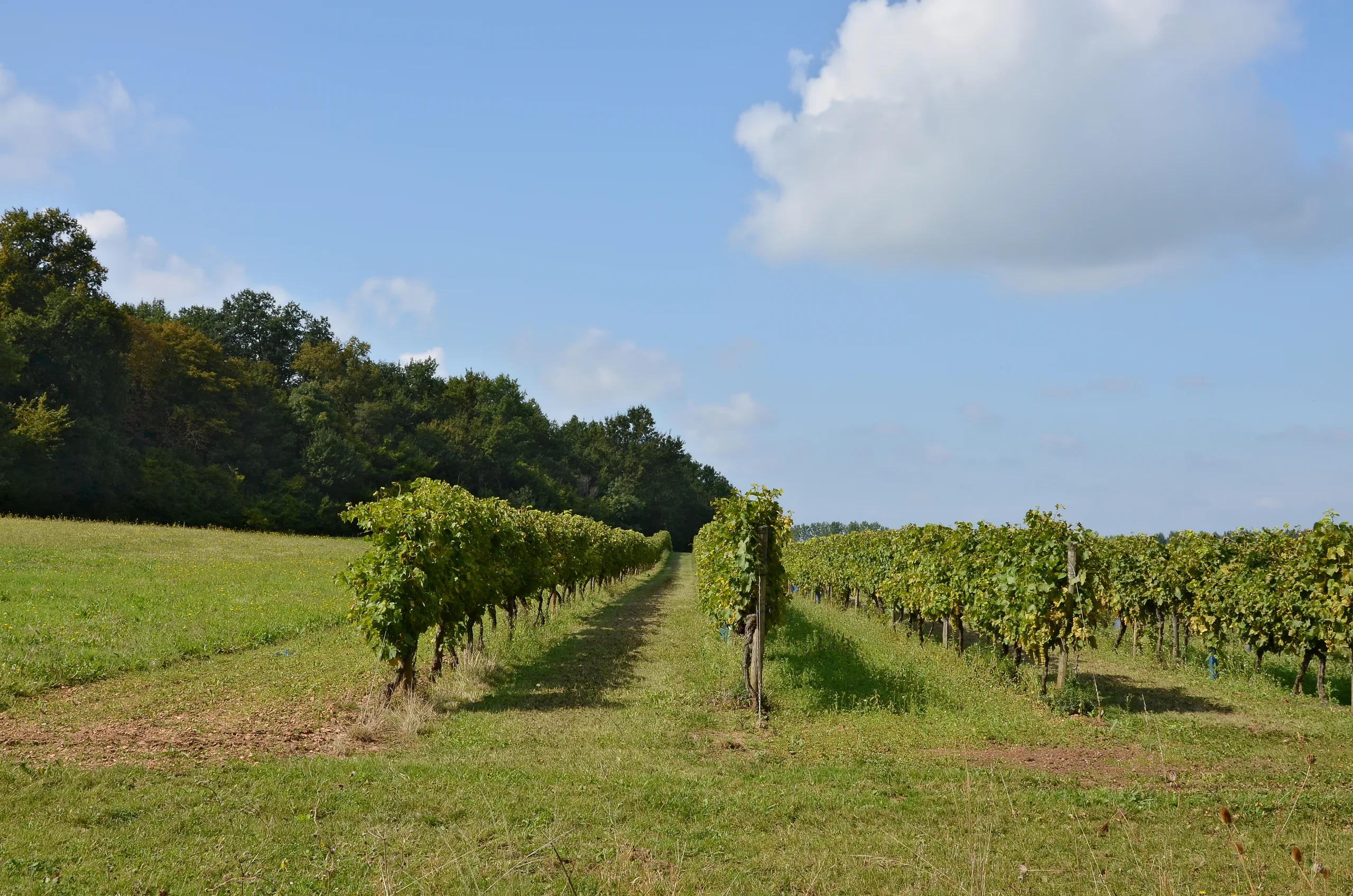 Vinograd u konjak zoni Borderies, Charente, Francuska