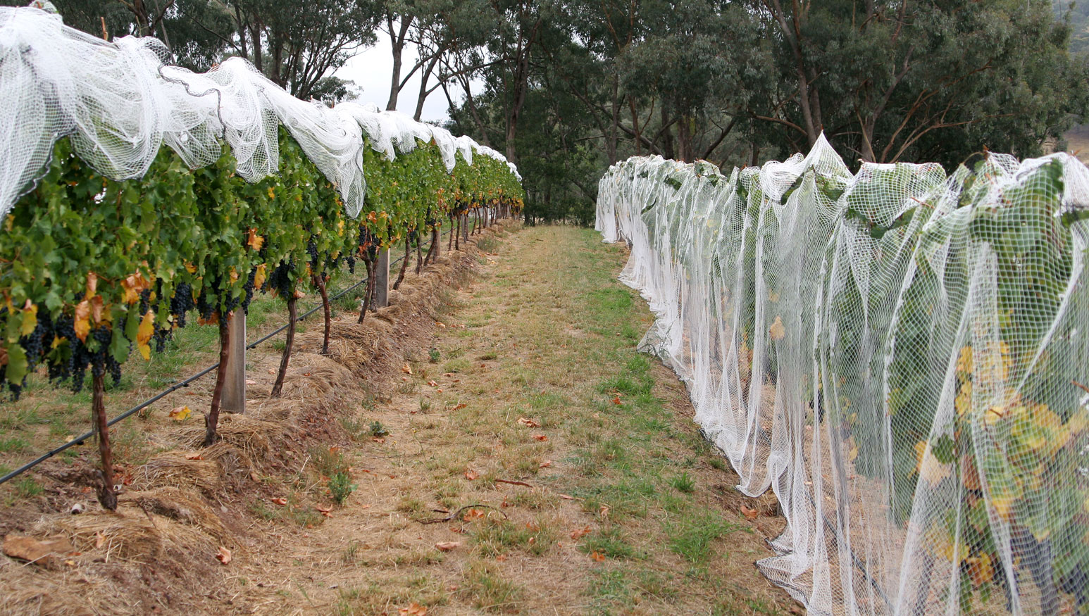 Vinograd — sorte grožđa i klima regije određuju karakter vina