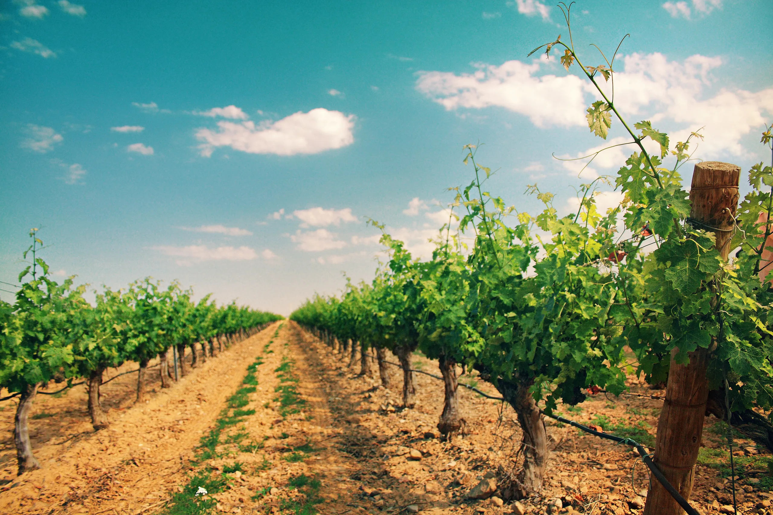 Vinograd u Cariñeni, srcu aragonske garnache