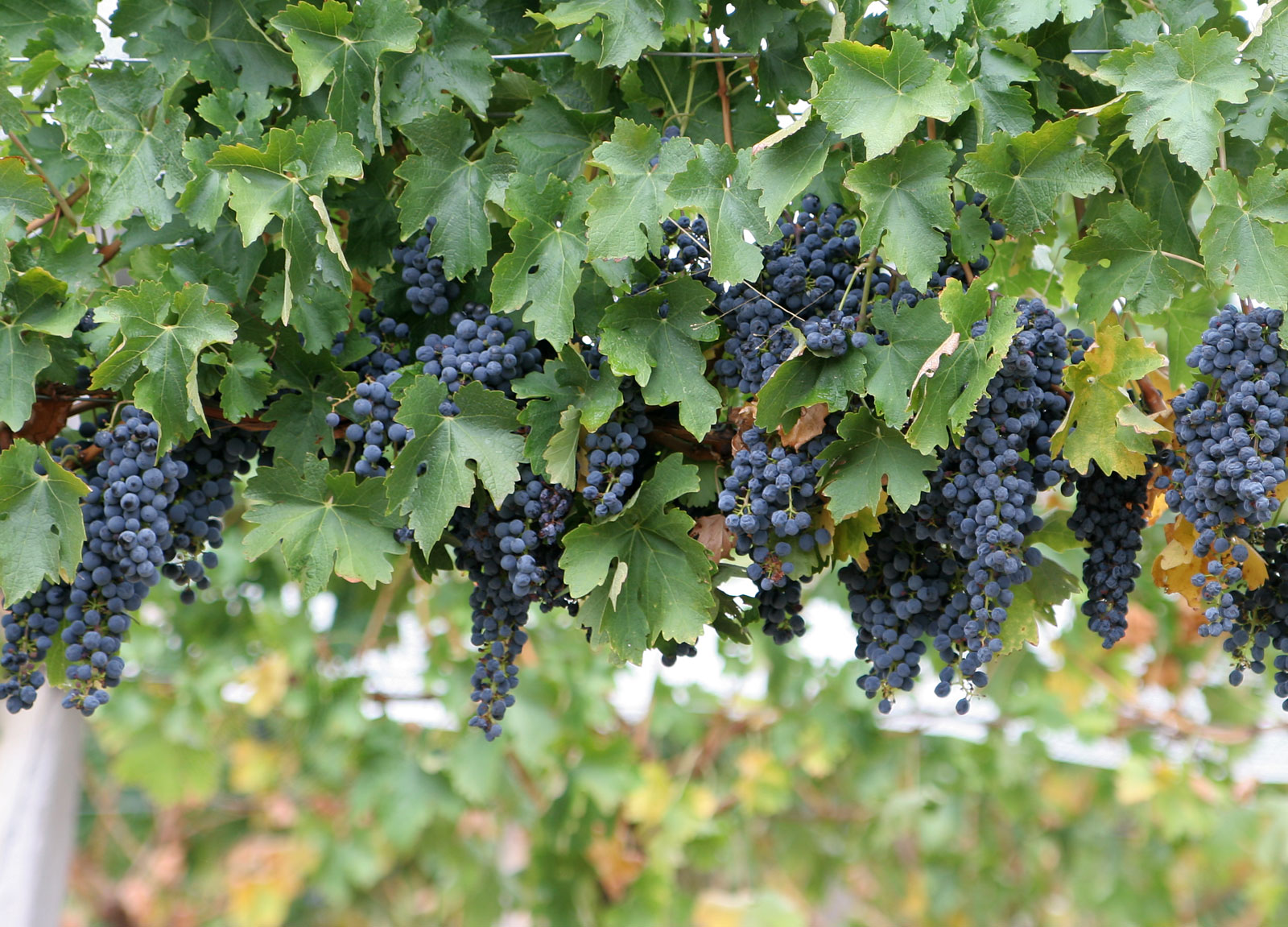 Grožđe u vinogradu — prirodni šećer iz grožđa je polazna tačka svakog vina